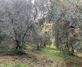 Terreno agricolo e casale