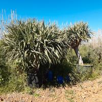 Dracena draco