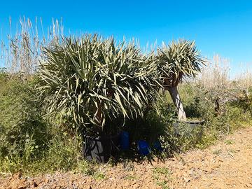 Dracena draco