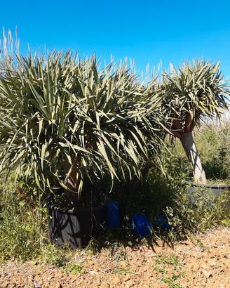 Dracena draco