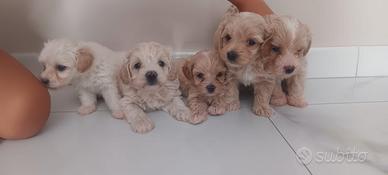 maltipoo 