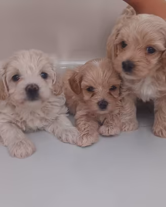 maltipoo 