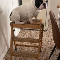 Bulldog francese per monta