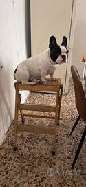 Bulldog francese per monta