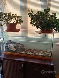 Acqua- terrario