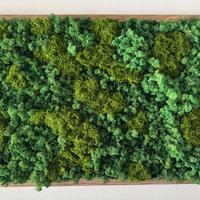 Quadro di muschio stabilizzato 50x70