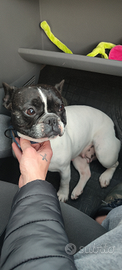Bulldog francese