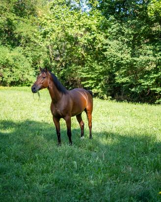 Quarter Horse