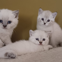 Gatti British shorthair