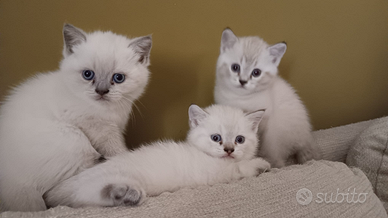 Gatti British shorthair