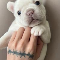 Franch bulldog