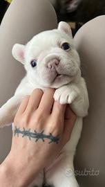 Franch bulldog