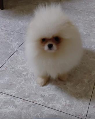 Spitz Pomerania nano pedigree