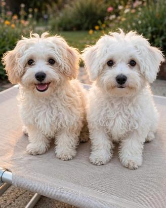 Cuccioli Bichon Frisè