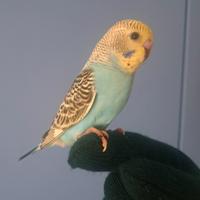 Cocorita allevata a mano