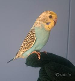 Cocorita allevata a mano