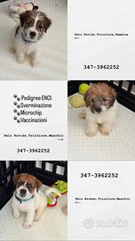 Cuccioli jack Russell terrier
