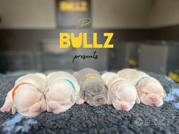 Cuccioli di bouledogue francese esotico