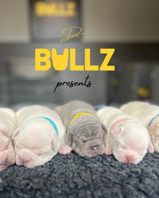 Cuccioli di bouledogue francese esotico