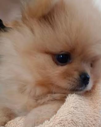 SPITZ NANO DI POMERANIA