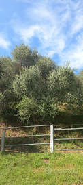 Raccolto di olive in cambio di cura