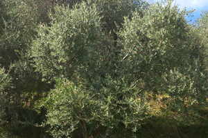 Raccolto di olive in cambio di cura