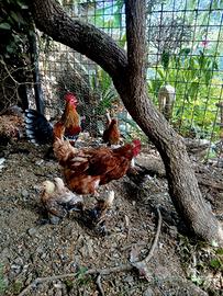 Gallina e pukcini
