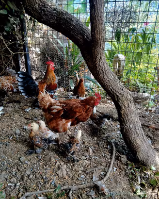 Gallina e pukcini