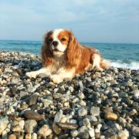 Accoppiamento Cavalier King