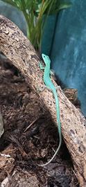 Gastropholis prasina