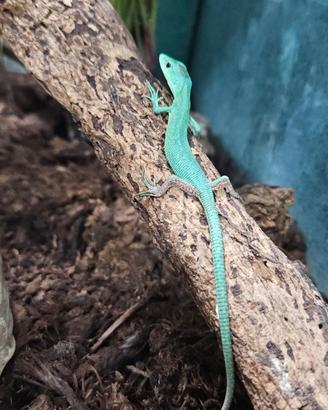 Gastropholis prasina
