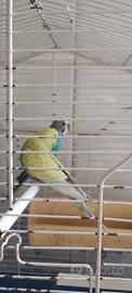 Cocorite