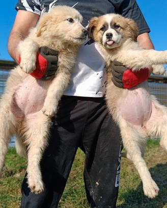 Cucciole di alabai e caucaso femmine