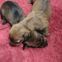 Prenotazione cuccioli di bassotto tedesco