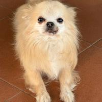 Chihuahua a pelo lungo disponibile per monta