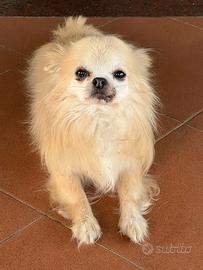 Chihuahua a pelo lungo disponibile per monta