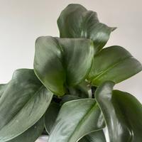 Scindapsus trebie moonlight