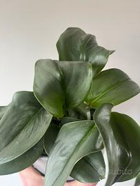 Scindapsus trebie moonlight