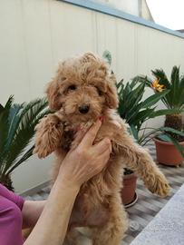 BARBONCINO NANO 3 mesi