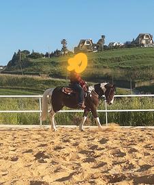 Castrone Derivato Paint