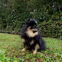 Spitz di pomerania maschio per monta