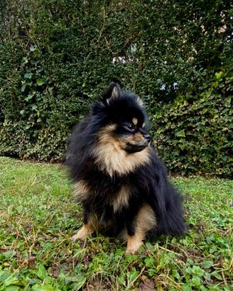 Spitz di pomerania maschio per monta