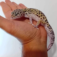 Gechi leopardini