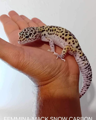 Gechi leopardini