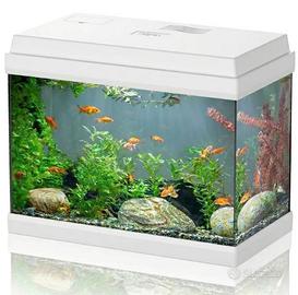 Acquario