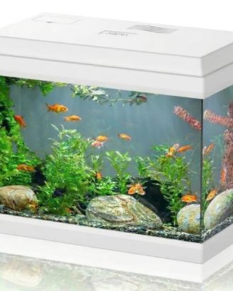 Acquario