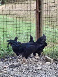 Ayam cemani adulti