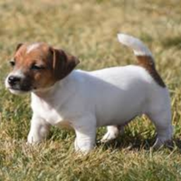 Jack Russell