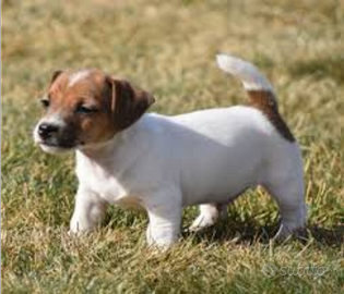 Jack Russell