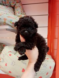 Barboncino Maltipoo Mini Toy Maschietto